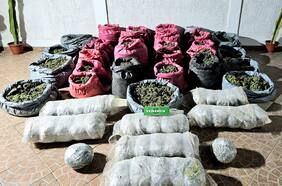 Carabineros incauta $22 mil millones en droga tras operativo que desbarató cultivo de marihuana en Monte Patria