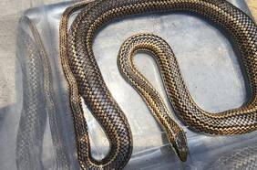 Rescatan culebra de más de un metro que se movía por las calles de Valparaíso