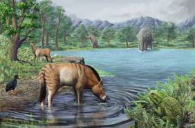 Estudio revela que Tagua Tagua fue el sitio con mayor  diversidad de fauna del Chile de la Edad del Hielo