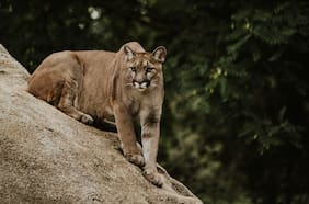 Puma muere atropellado en Los Lagos: SAG hace un llamado a “conducir con precaución”