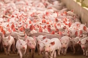 Coexca-AASA: Los protagonistas de la fusión que concentra el mercado de la carne de cerdo