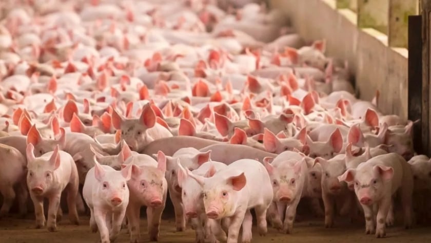 Coexca-AASA: Los protagonistas de la fusión que concentra el mercado de la carne de cerdo