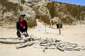 Ballenas, perezosos, megalodones: el inagotable registro fósil del Parque Paleontológico de Caldera ahora será preservado