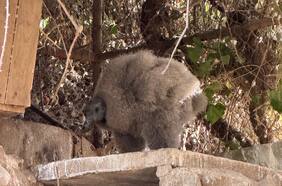 Es el ave voladora más grande del mundo: la increíble historia del ejemplar nacido en cautiverio en Chile