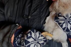 Reportan el primer caso de gripe aviar H3N8 en humanos