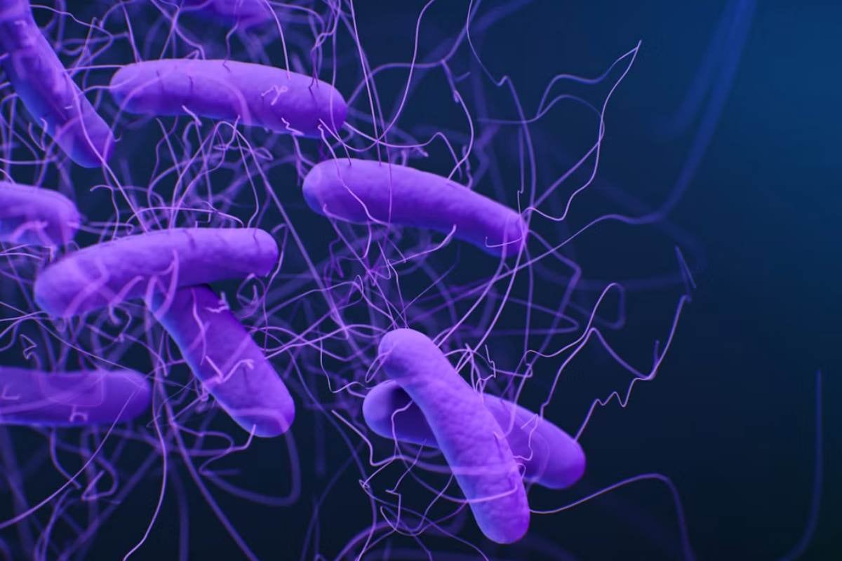 Este probiótico logró eliminar el 43% de los tumores de colon en unas pruebas experimentales