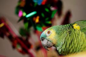 Científicos furiosos con ganaderos del sur: 43 investigadores de 12 países firman carta contra agricultores que piden quitar condición de especie protegida a loros chilenos