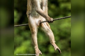 Estas son las fotos más cómicas de la vida silvestre