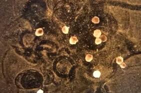 ¿Robots vivos que pueden reproducirse?