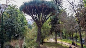 “Plantado” por Benjamín Vicuña Mackenna y famoso por su “sangre de dragón”: el mítico árbol del cerro Santa Lucía