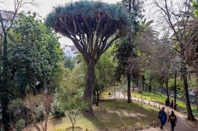 “Plantado” por Benjamín Vicuña Mackenna y famoso por su “sangre de dragón”: el mítico árbol del cerro Santa Lucía