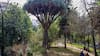 “Plantado” por Benjamín Vicuña Mackenna y famoso por su “sangre de dragón”: el mítico árbol del cerro Santa Lucía