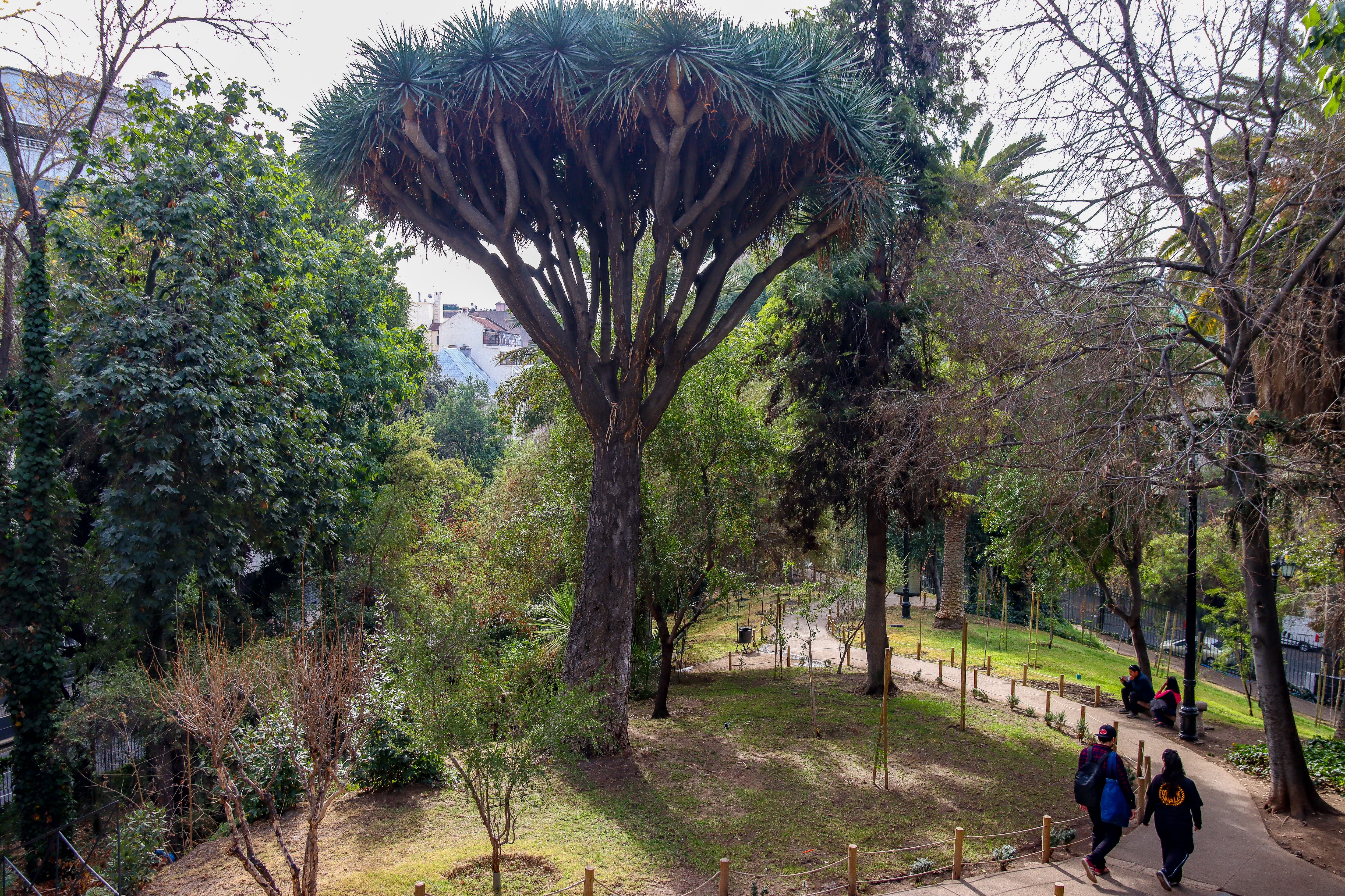 “Plantado” por Benjamín Vicuña Mackenna y famoso por su “sangre de dragón”: el mítico árbol del cerro Santa Lucía