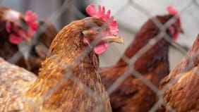 Uruguay declara la emergencia sanitaria nacional por gripe aviar de “alta patogenicidad”