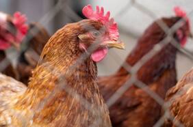 SAG suspende importaciones avícolas desde Argentina ante brote de influenza aviar altamente patógena