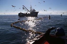 Congreso despacha a ley proyecto que permite a pescadores capturar este año remanentes de cuotas de 2020