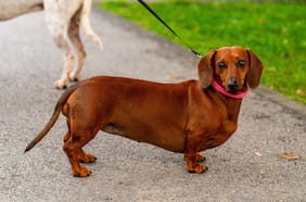 Cómo saber si tu perro tiene obesidad y cómo tratarla, según un veterinario