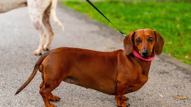 Cómo saber si tu perro tiene obesidad y cómo tratarla, según un veterinario
