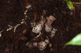 Científicos descubren espeluznante y misteriosa planta carnívora que acecha bajo tierra