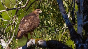 Maltrato animal: Fiscalía formalizará a imputado por caza ilegal de aguilucho de cola rojiza en Chiloé