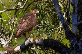 Maltrato animal: Fiscalía formalizará a imputado por caza ilegal de aguilucho de cola rojiza en Chiloé