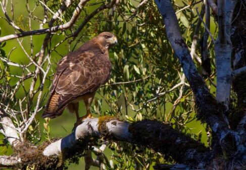 Maltrato animal: Fiscalía formalizará a imputado por caza ilegal de aguilucho de cola rojiza en Chiloé