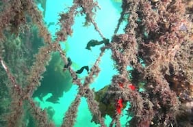 Instalan ocho “hoteles” de metal biodegradable para que una especie de caballitos de mar en peligro de extinción pueda volver a su hábitat