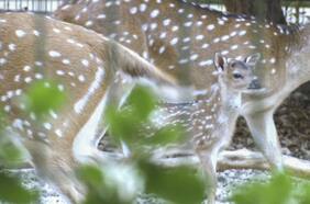 Baby boom animal: nacimientos se triplicaron tras cierre de zoológico palestino al público