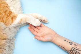 Nuestras lectoras preguntan: El dolor por perder a una mascota