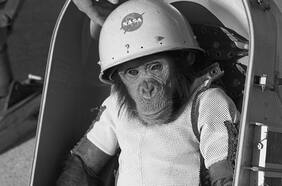 “El primer halo de esperanza”: a 60 años de Ham, el primer primate en el espacio