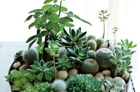 Cómo cuidar suculentas en verano