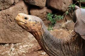 La tortuga que salvó a su especie vuelve a su hogar después de 44 años