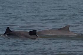 Catalogan “en peligro de extinción” al delfín tucuxi del Amazonas