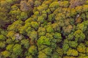 “Descarbonizar regenerando la naturaleza: el nuevo negocio del siglo XXI”