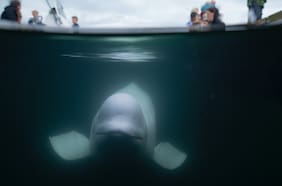 Cómo era la vida de Hvaldimir, la beluga sospechosa de espiar para Rusia que fue encontrada muerta