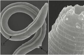 Cómo un gusano pudo sobrevivir 46.000 años congelado