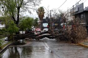 Cortes de luz: qué era la ley Arbolito que no prosperó en el Congreso