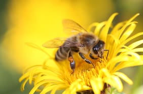 La revolucionara empresa chilena que trasladó 465 millones de abejas vivas fuera del país