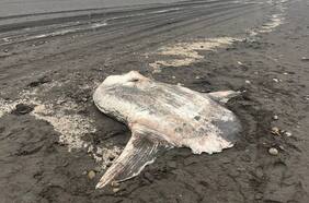 Mide 2,3 metros y pesa 300 kg: la extraña especie que apareció en playa de Santo Domingo