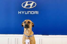 Tucson Prime, el perro recogido en un concesionario Hyundai de Brasil que ahora es toda una estrella