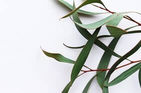 Fact Checking: ¿Colocar una hoja de eucalipto entre dos mascarillas ayuda contra el coronavirus fortaleciendo los bronquios? ¿El carvativir cura el coronavirus, como señala Nicolás Maduro?