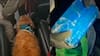 Perra policial delata a extranjero que escondía más de dos kilos de cocaína en un bus interprovincial