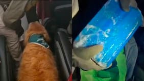 Perra policial delata a extranjero que escondía más de dos kilos de cocaína en un bus interprovincial