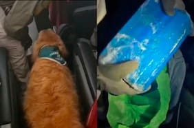 Perra policial delata a extranjero que escondía más de dos kilos de cocaína en un bus interprovincial