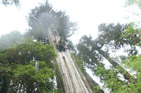 ¿Por qué el bosque nativo es tan importante para mitigar el cambio climático?