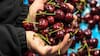 El holding Hortifrut abandona el negocio de las cerezas en Chile