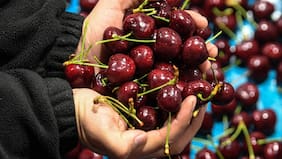 SAG señala que exportaciones de cerezas se mantienen “con total normalidad” tras detección de plaga en cargamento que llegó a Brasil