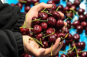 Llegó con un mes de retraso a China: pérdidas por barco varado con cerezas podrían llegar a los US$100 millones