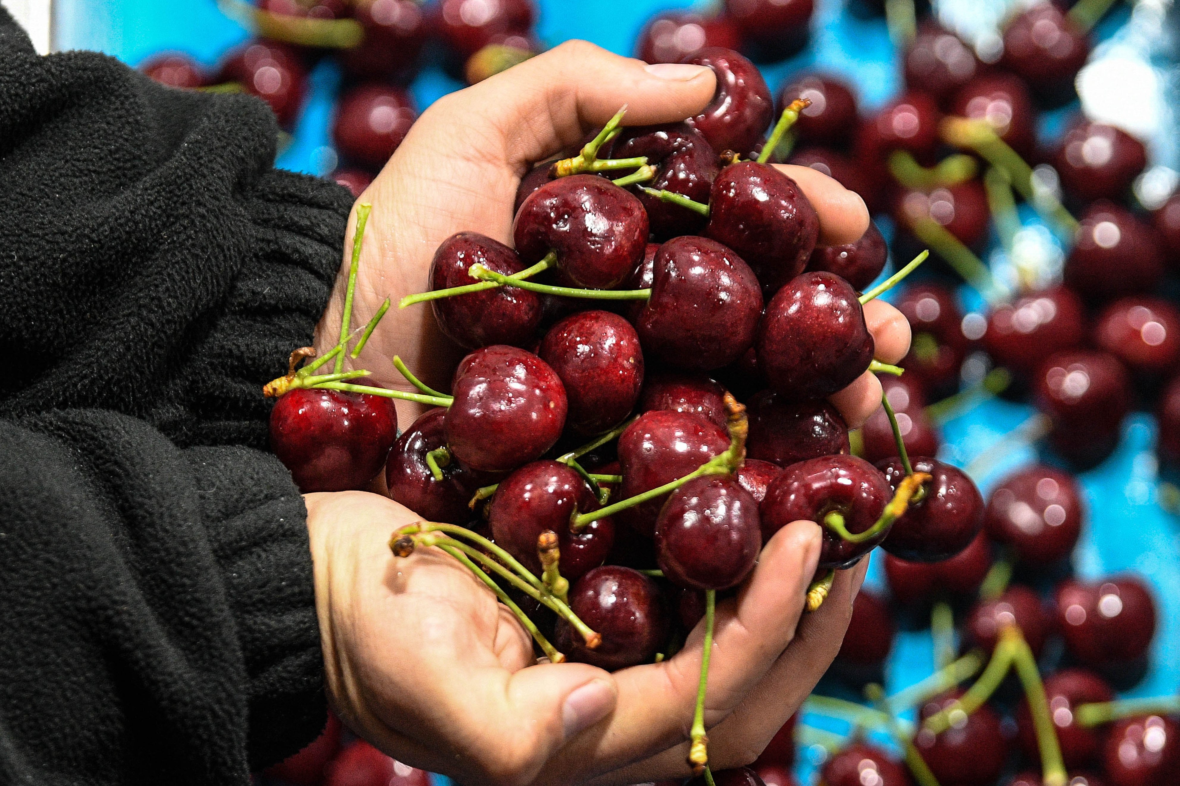 El holding Hortifrut abandona el negocio de las cerezas en Chile