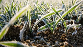 Cómo la biotecnología está aportando en la adaptación de los cultivos y la seguridad alimentaria del país